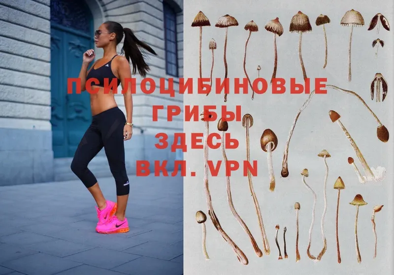 MEGA ссылка  Электрогорск  Псилоцибиновые грибы Psilocybe 